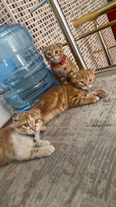 Продаю домашних котят