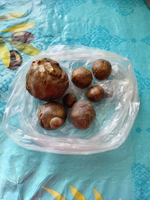 Продам солонину домашнию