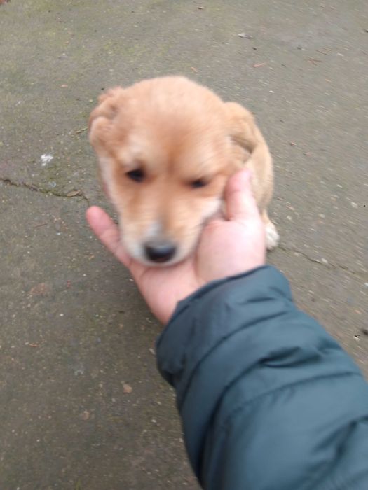 Pui de catel adorabili – oferim spre adoptie!!