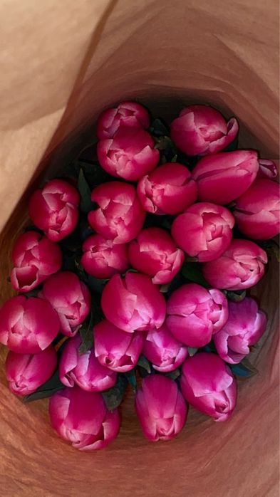 Оптом Голландские тюльпаны