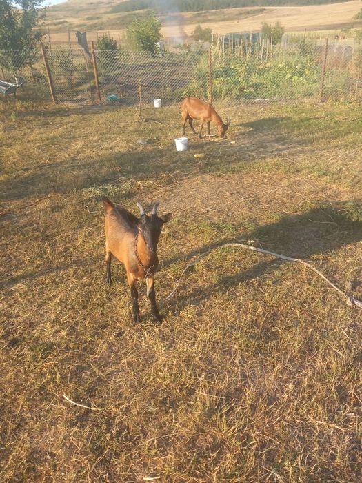 Vând o capră  cu doi iezi fatati 2  04  26  Alpină.