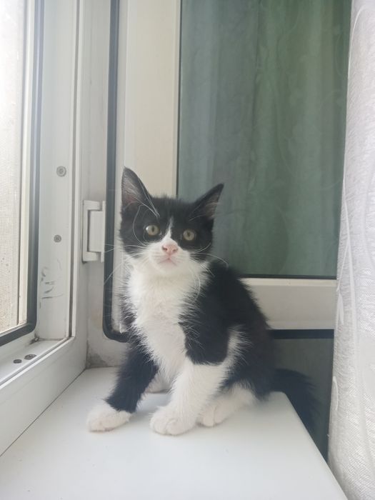 Котята ищут хозяина