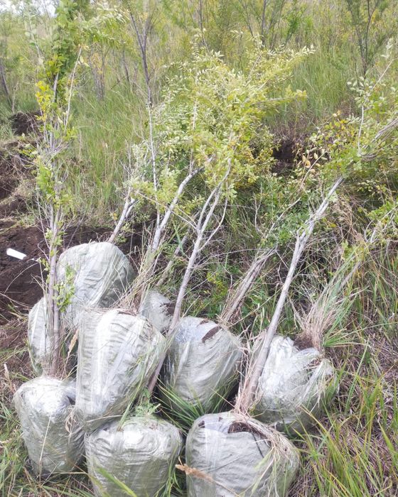 Сосна ель берёза тополь