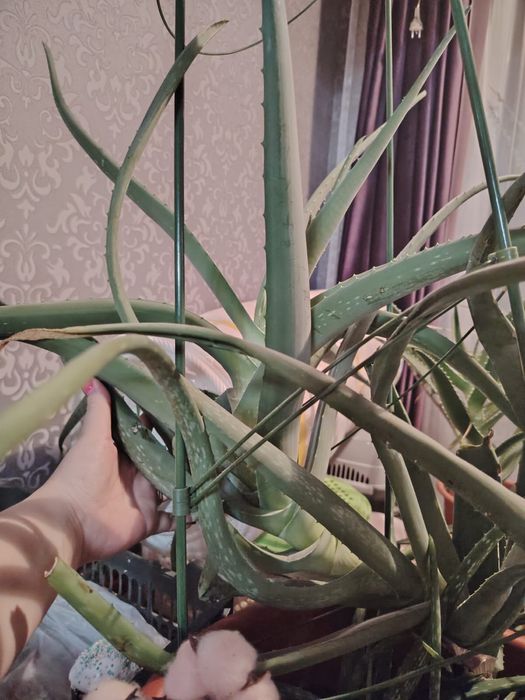 Алоэ вера лечебный