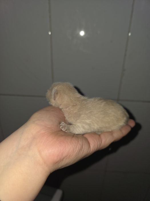 В добрые руки котенок