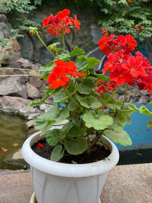 Продам комнатные цветы