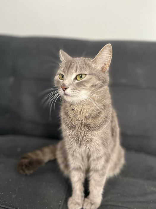 отдам кошку в хорошие руки