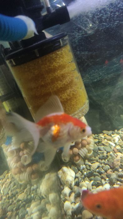 Рыбки аквариумный