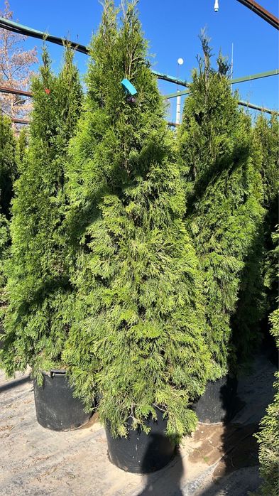 туя Смарагд туя елки