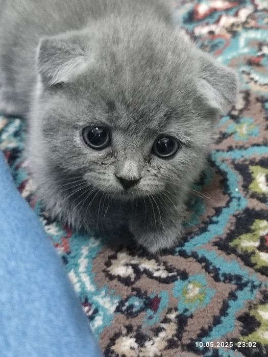 Rus porno uni sikishni soradi