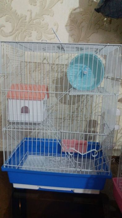 Джунгарские хомячки