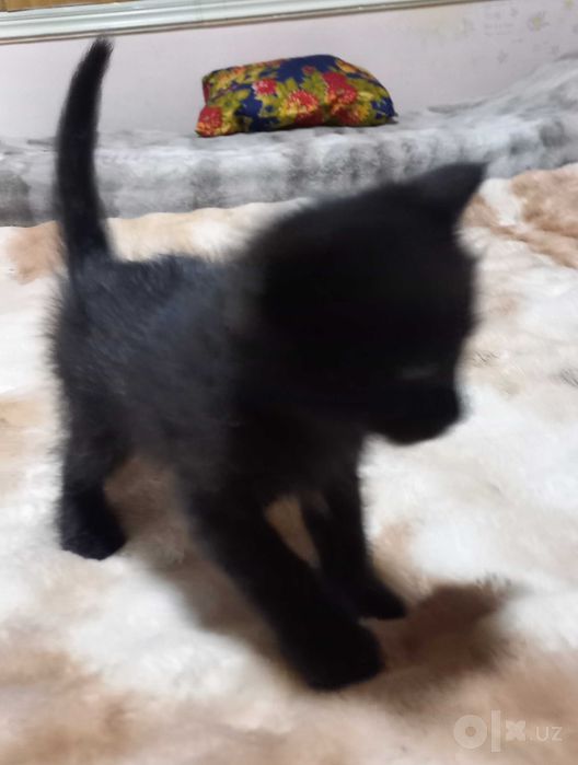 Котята мальчик и девочка