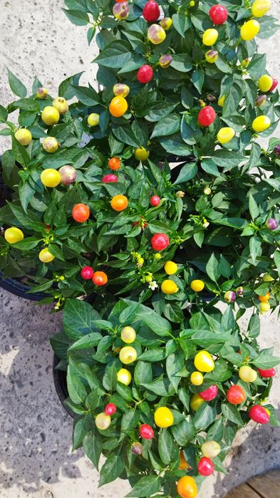 Продам перец горький