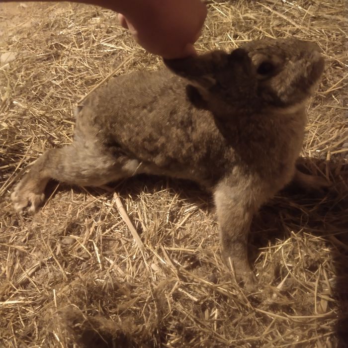 Кара еркек коныр ургашы