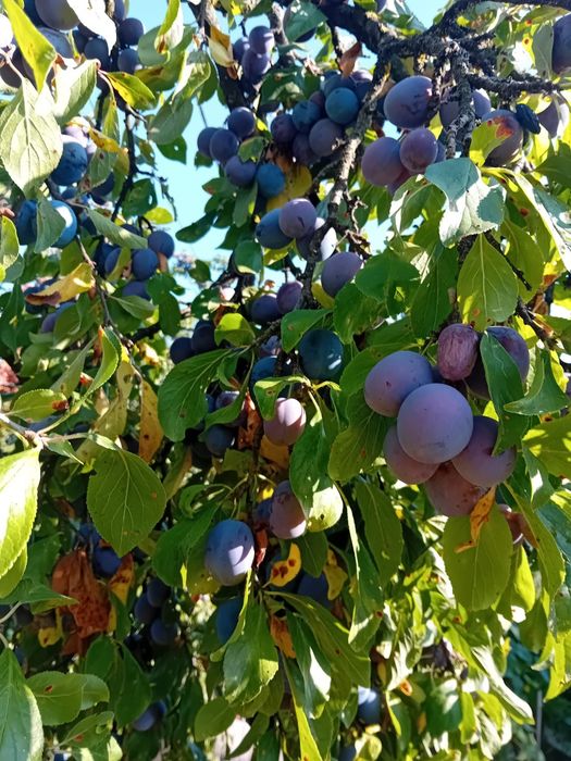 Vând prune grase pentru tuica