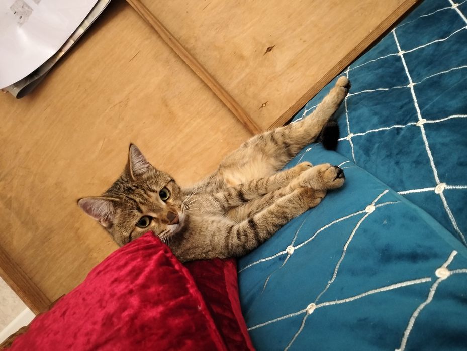 Кошка в добрые руки