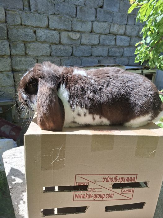 Кролик французский баран, самец , гавана плащ