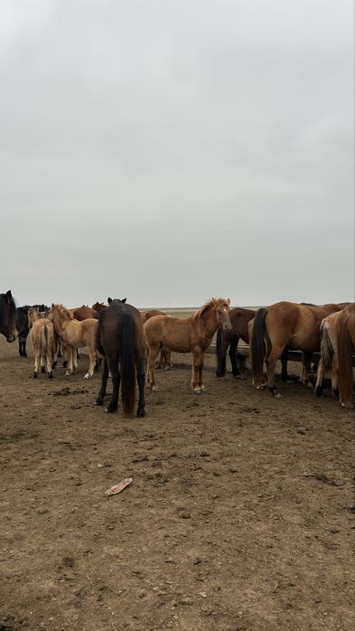 Жабағы соғым семіз