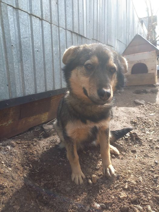 Отдам собаку в добрые руки, 5 месяцев