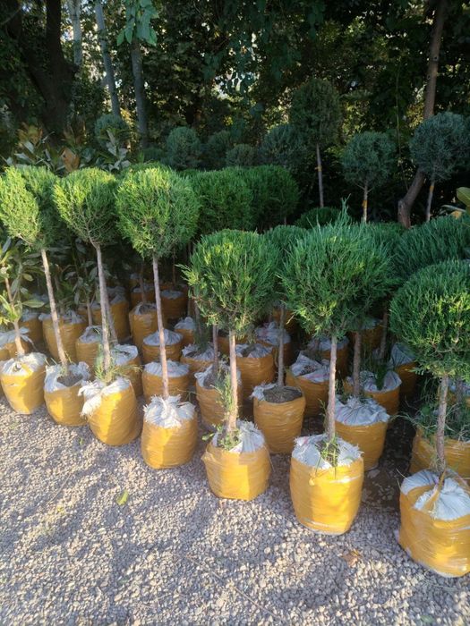 Dizayn berilgan majvinniklar