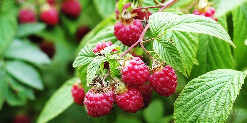 Продам кусты малины (одиночные побеги с корнем)