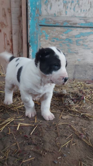 Күшіктер сатылады