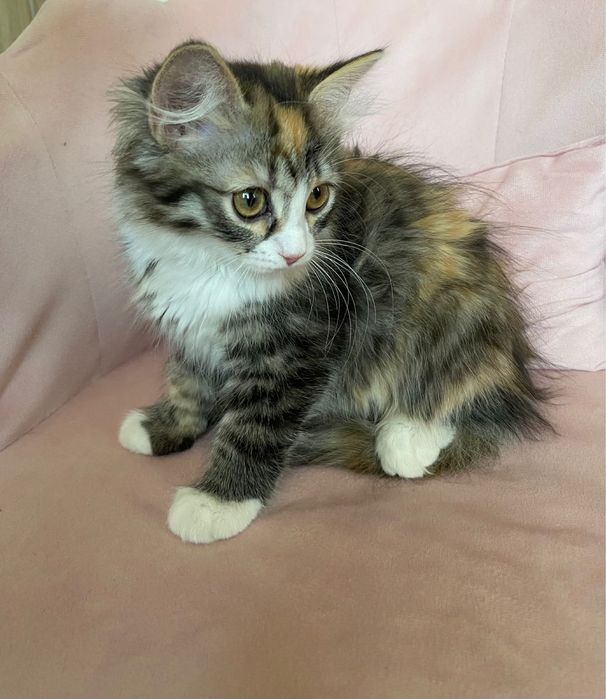 Котенок девочка