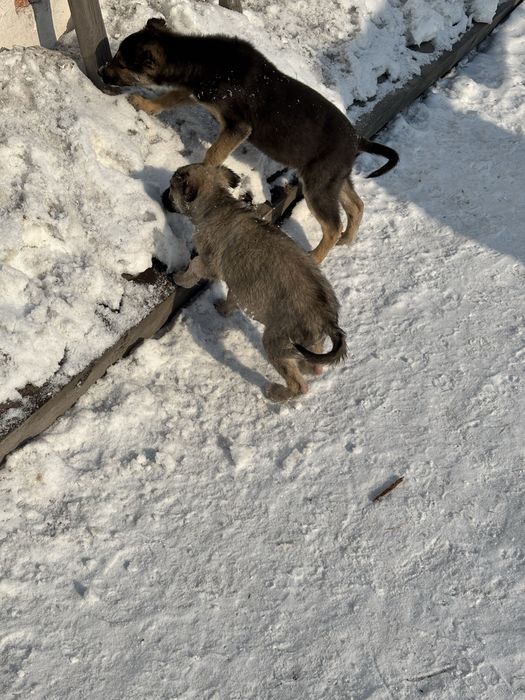 2 девчонки в хорошие руки