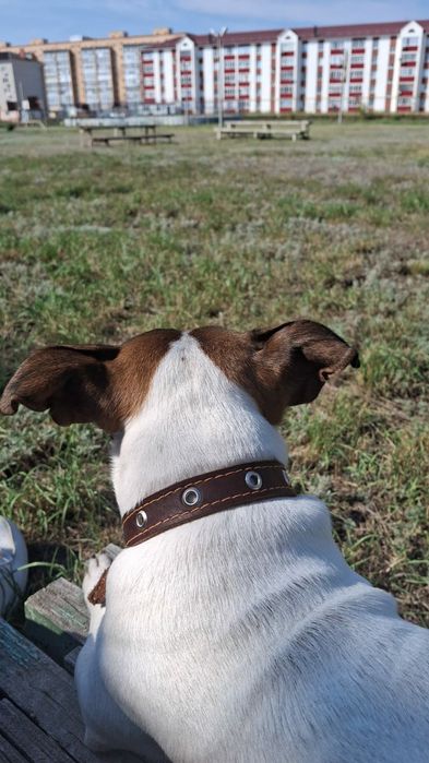 Джек Рассел теръер 8 лет