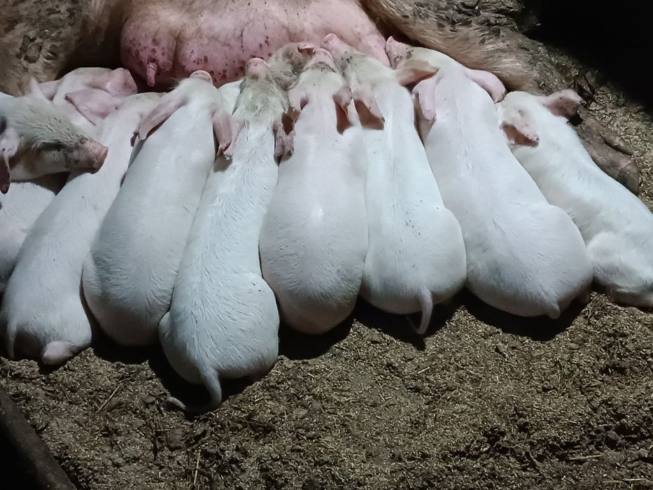 Поросята  месячные 22000тнг