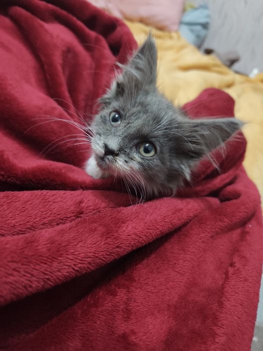 Котёнок бесплатно