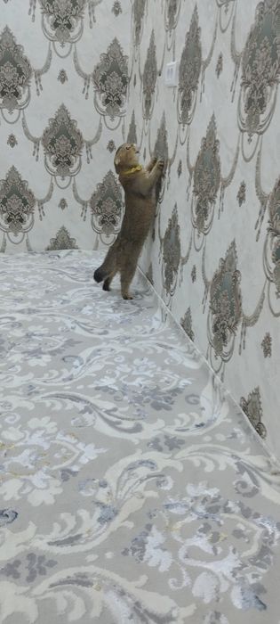 Shatlanddiskiy zalataya shinshila