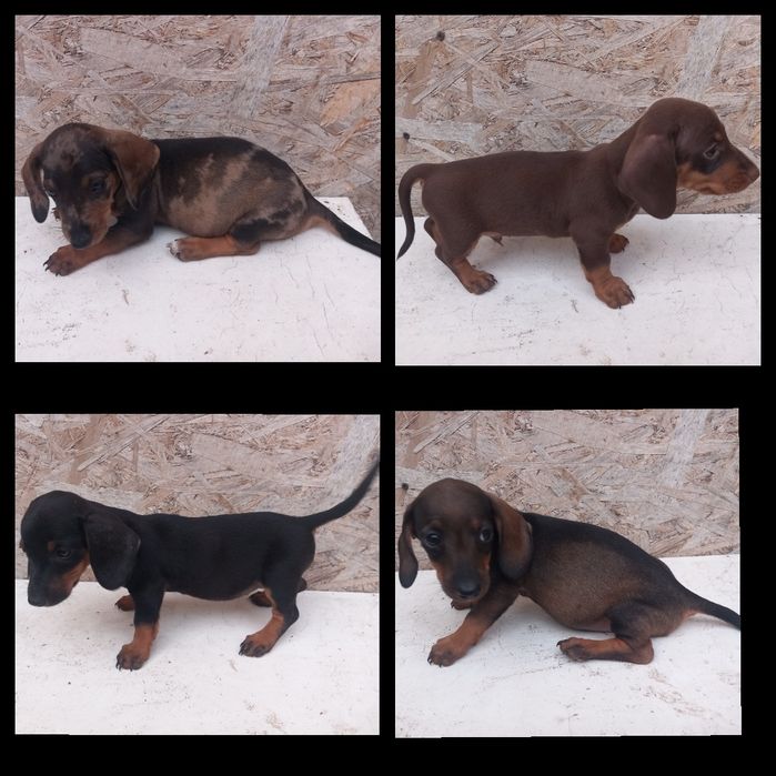Căței Teckel **Dachshund
