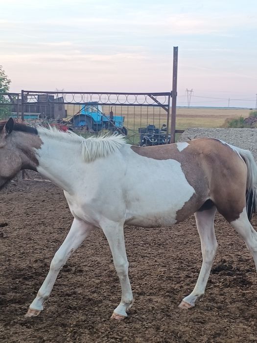 Кобылки полтарашки