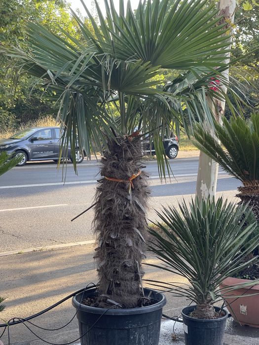 Palmier , Yucca , Maslin, Photinia Evonymus - Plante