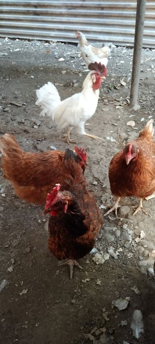 Продаются домашние куры и петух