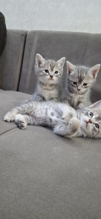 Британские котята
