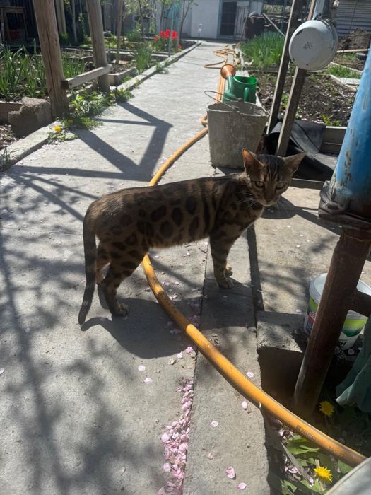 Отдадим в добрые руки