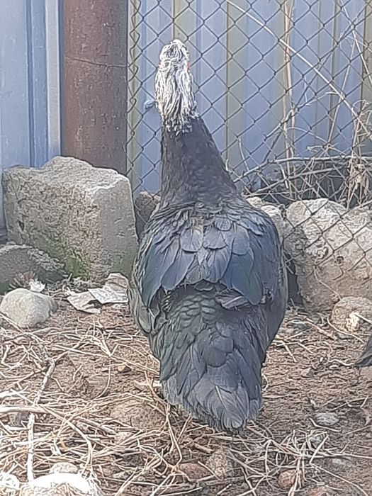 Продам индаутку селезень