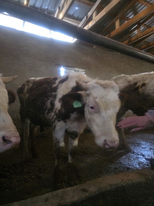 Продам бычка возраст 1.5 года