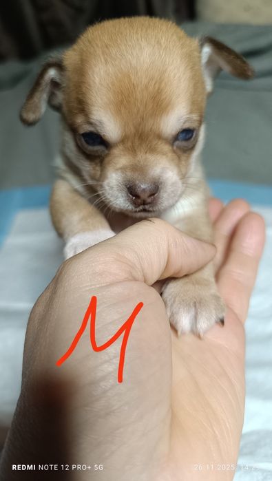 Щенки  Чихуахуа.