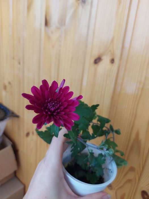 Комнатная хризантема