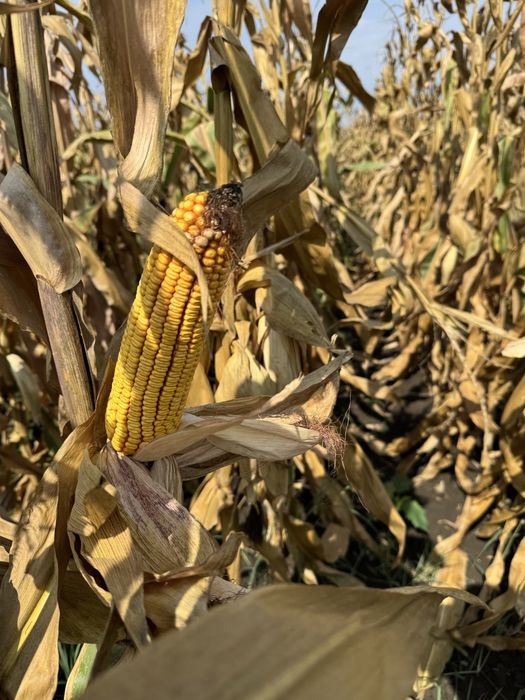 Vand porumb boabe 2025