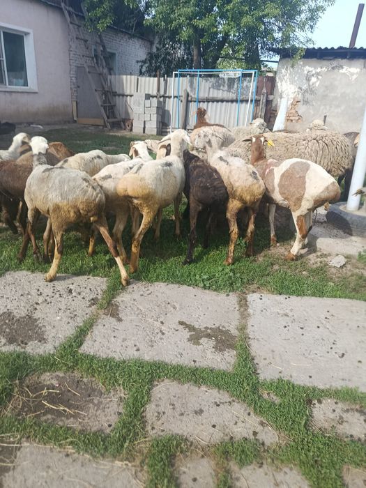 В Продажи Барашки жирные