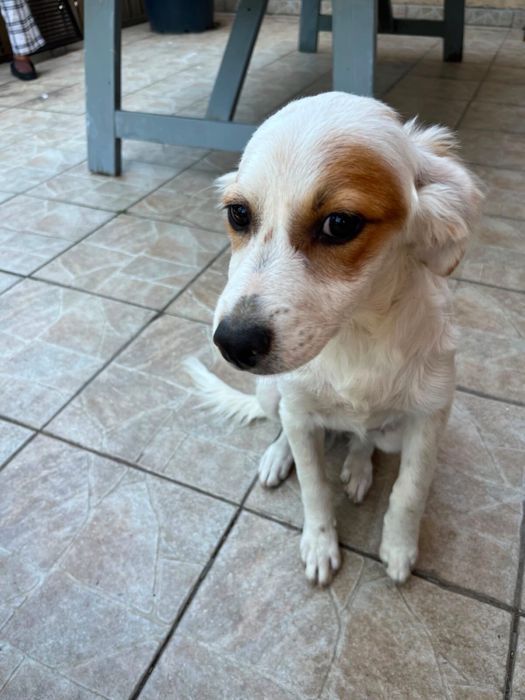 Adoptii catei Bucuresti