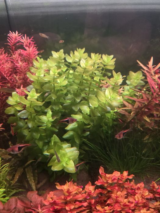 Аквариумные ростения