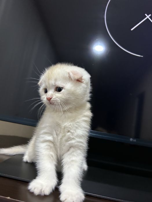 Скоттиш Фолд чисто кровный,окрас кремовый.