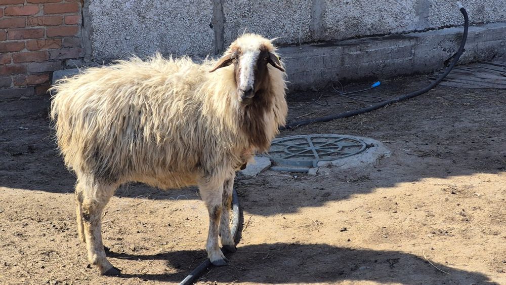 Продам матку с барашкой