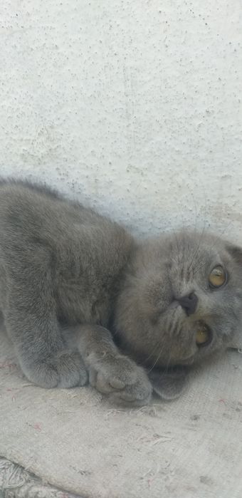 Отдам котят даром