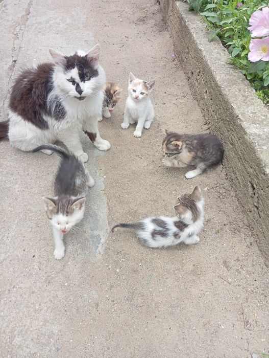 Дворни малки котенца